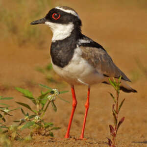 Vanneau de Cayenne