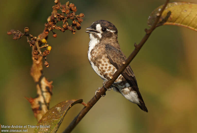White-browed Purpletuft
