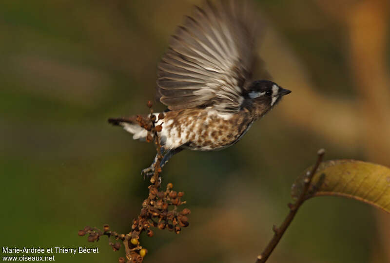 White-browed Purpletuft