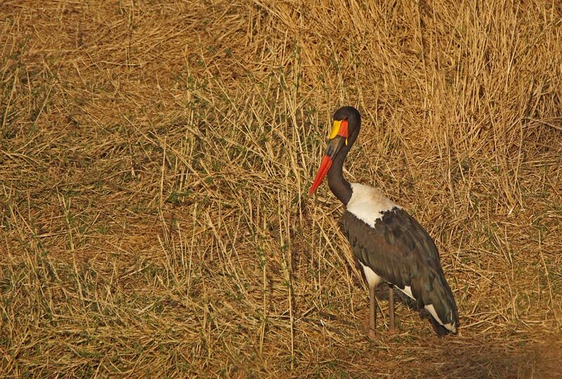 Saddle-billed Stork