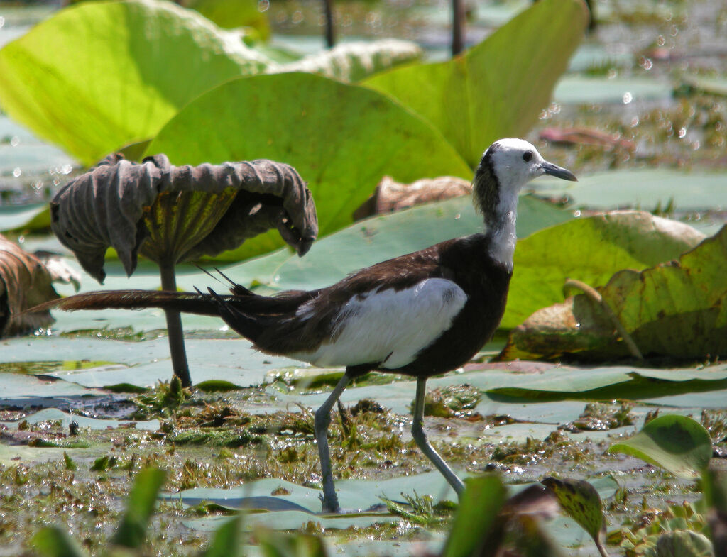 Jacana à longue queue