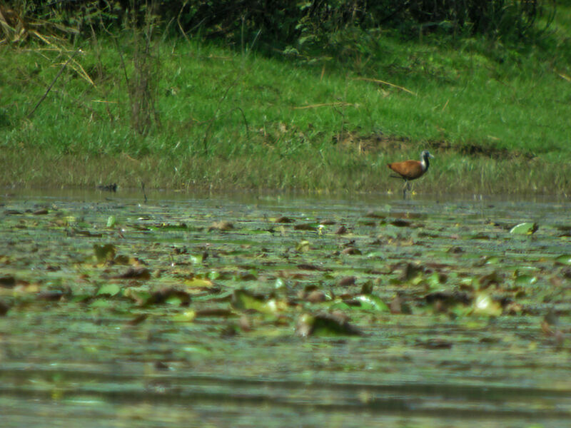 Jacana malgache