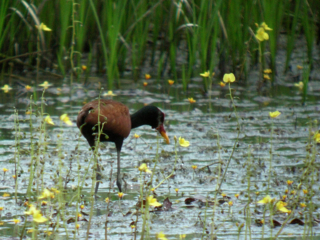Jacana noir
