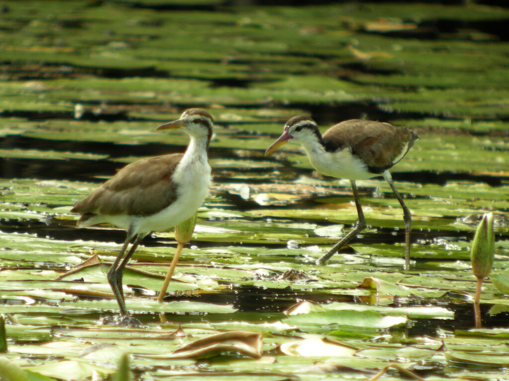 Jacana noir
