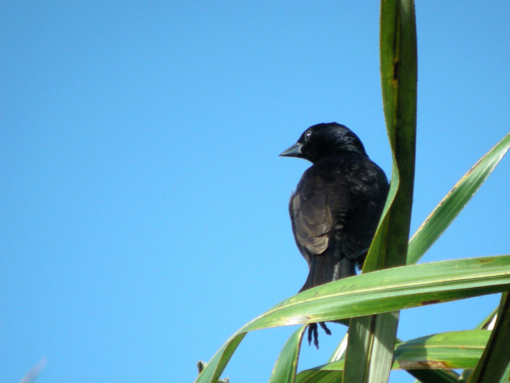 Jacarini noir