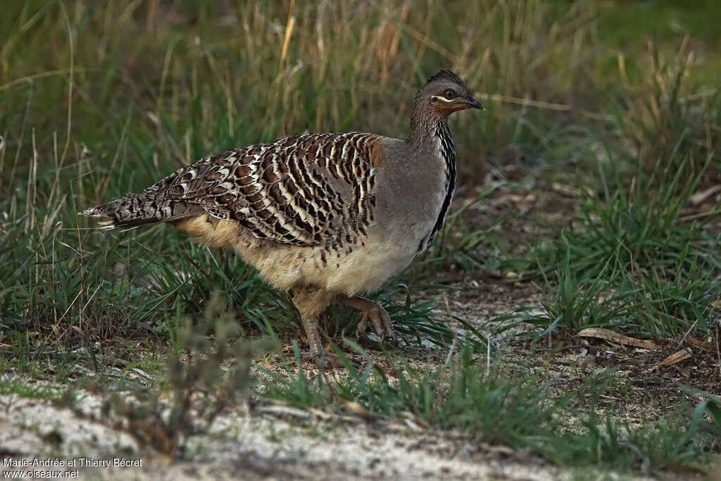 Malleefowladult, identification