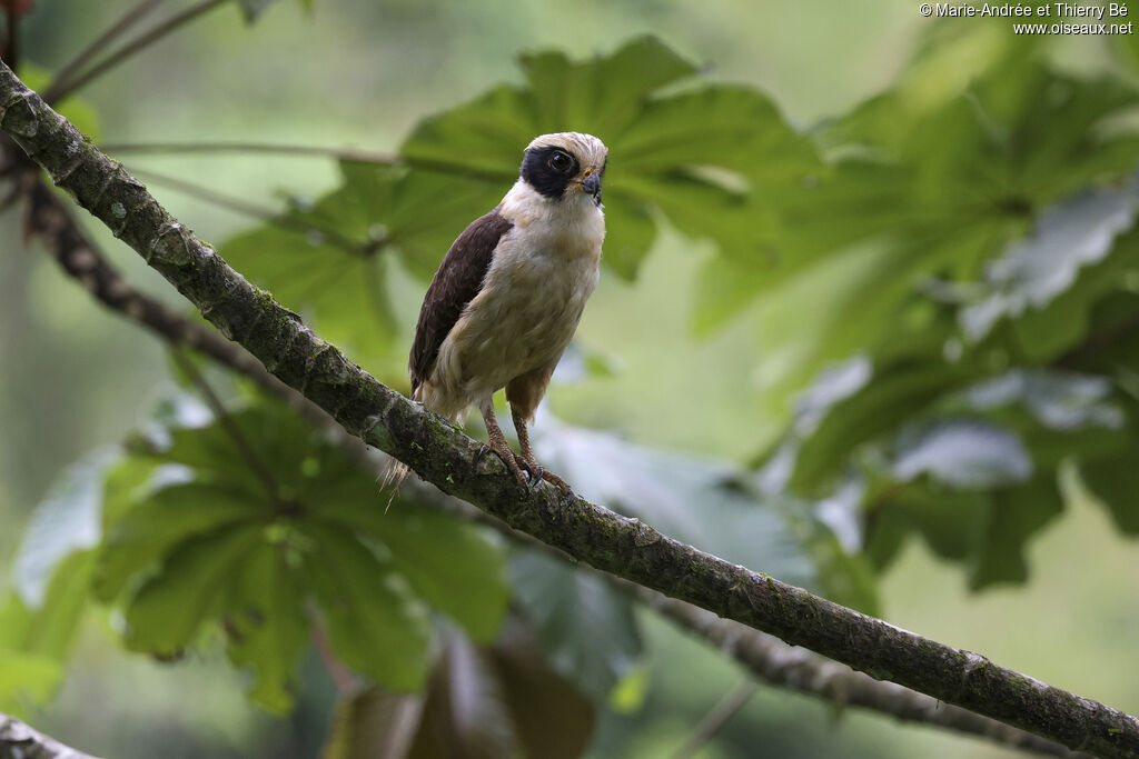 Laughing Falcon