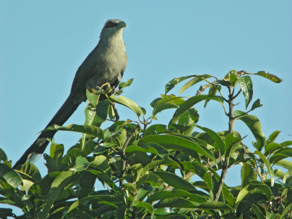Green-billed Malkoha, identification