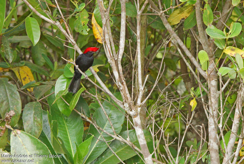 Manakin casqué mâle adulte, habitat