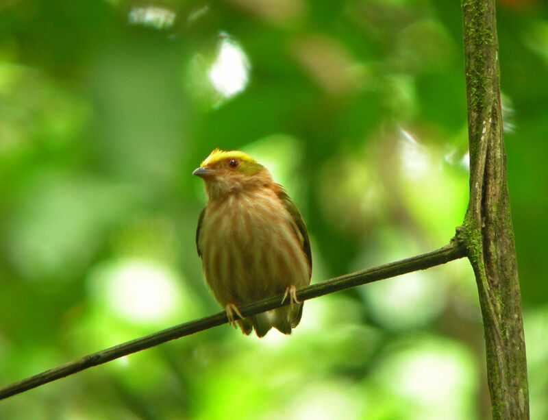 Manakin tête-de-feu mâle