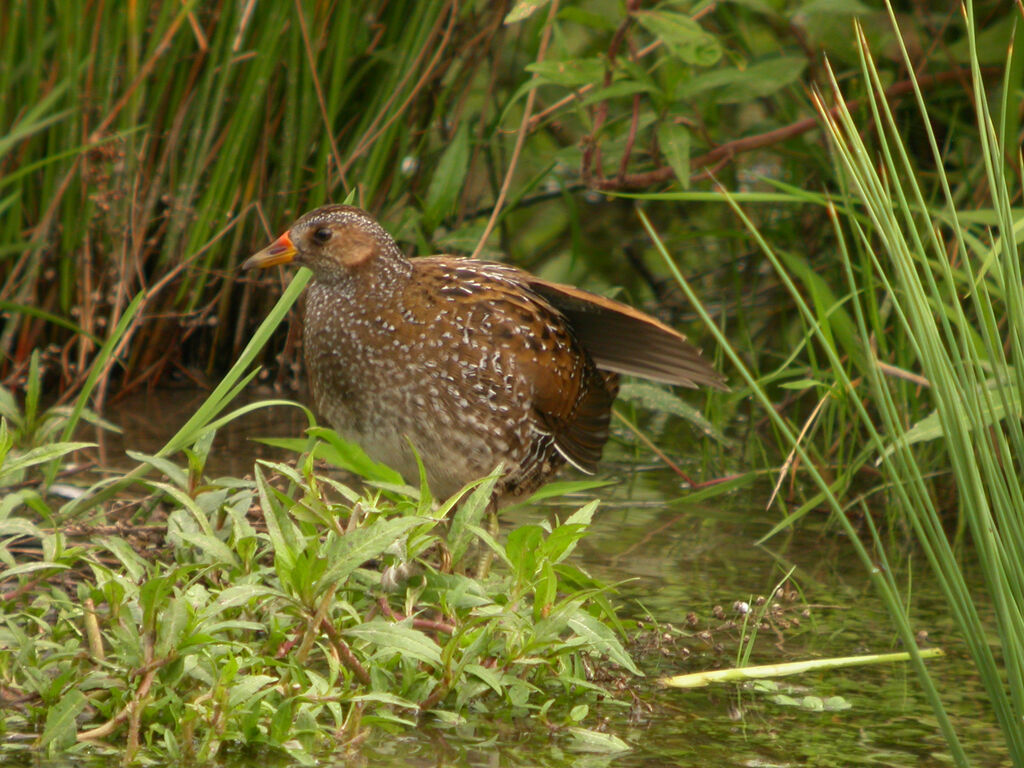 Spotted Crake