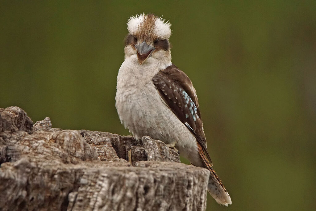 Martin-chasseur géant