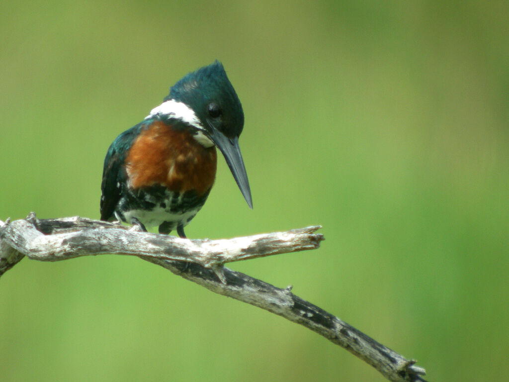 Martin-pêcheur d'Amazonie