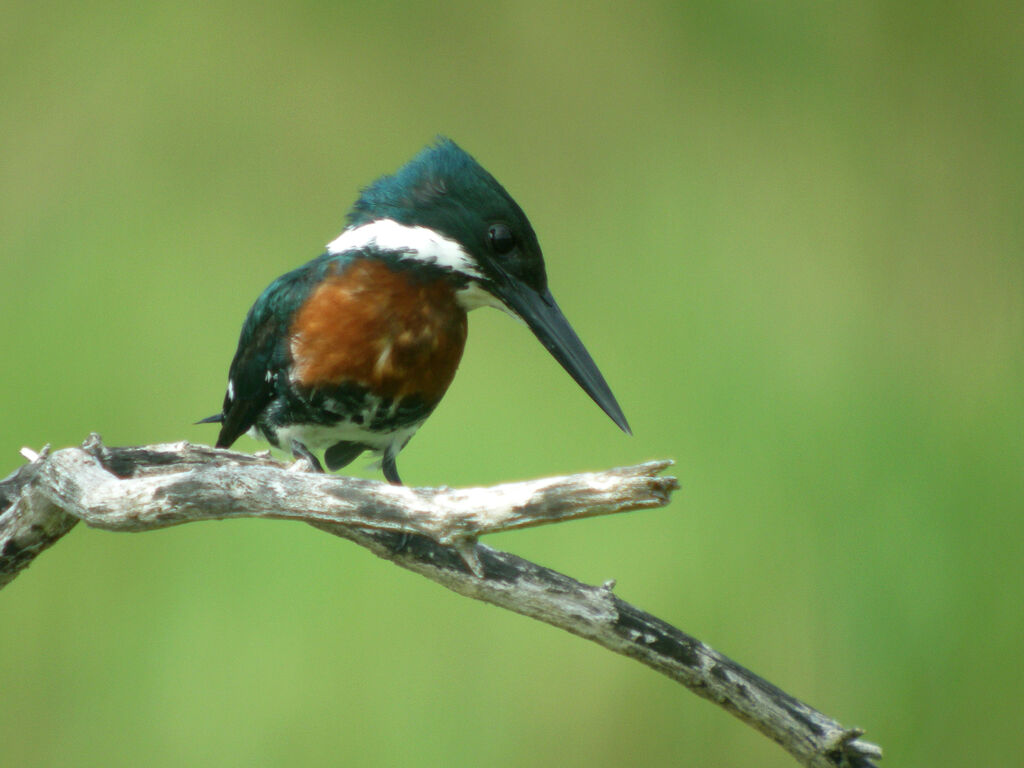 Martin-pêcheur d'Amazonie