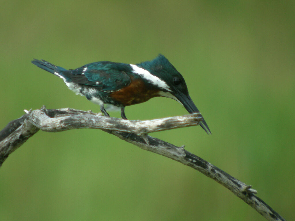 Martin-pêcheur d'Amazonie