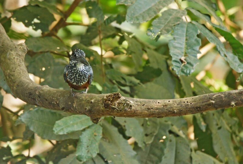 Giant Kingfisher female