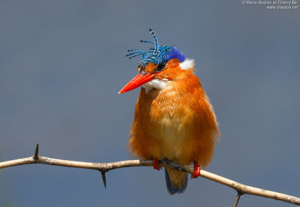 Malachite Kingfisher
