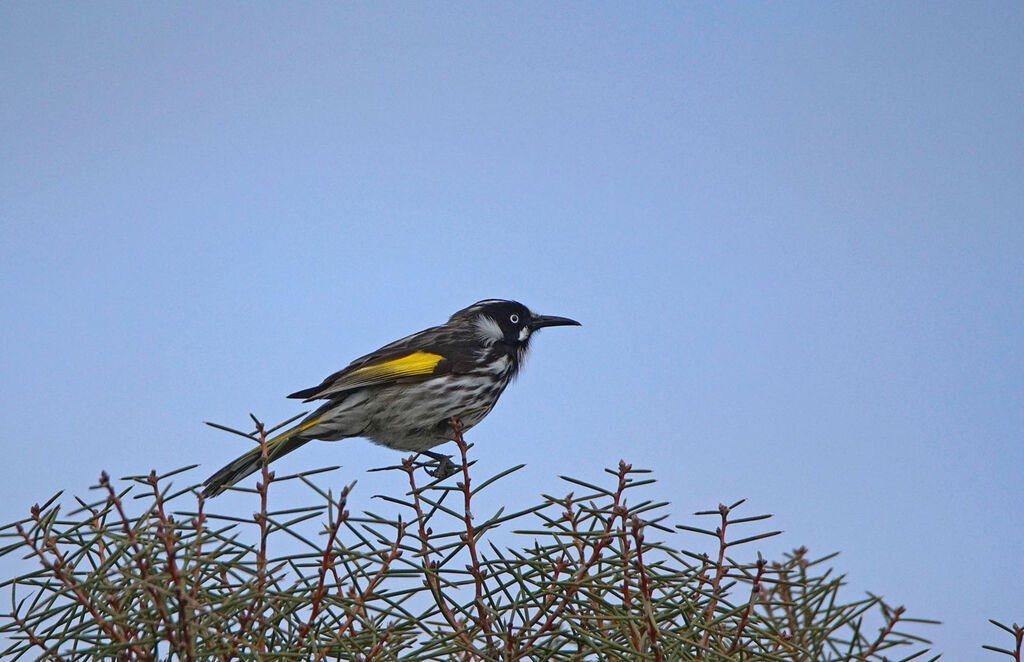 New Holland Honeyeater
