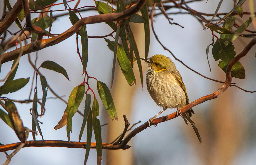 Yellow-plumed Honeyeater