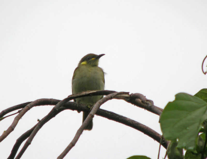 Mimic Honeyeater