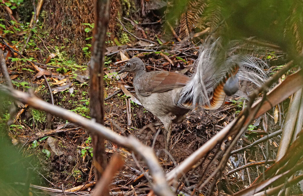 Superb Lyrebird male