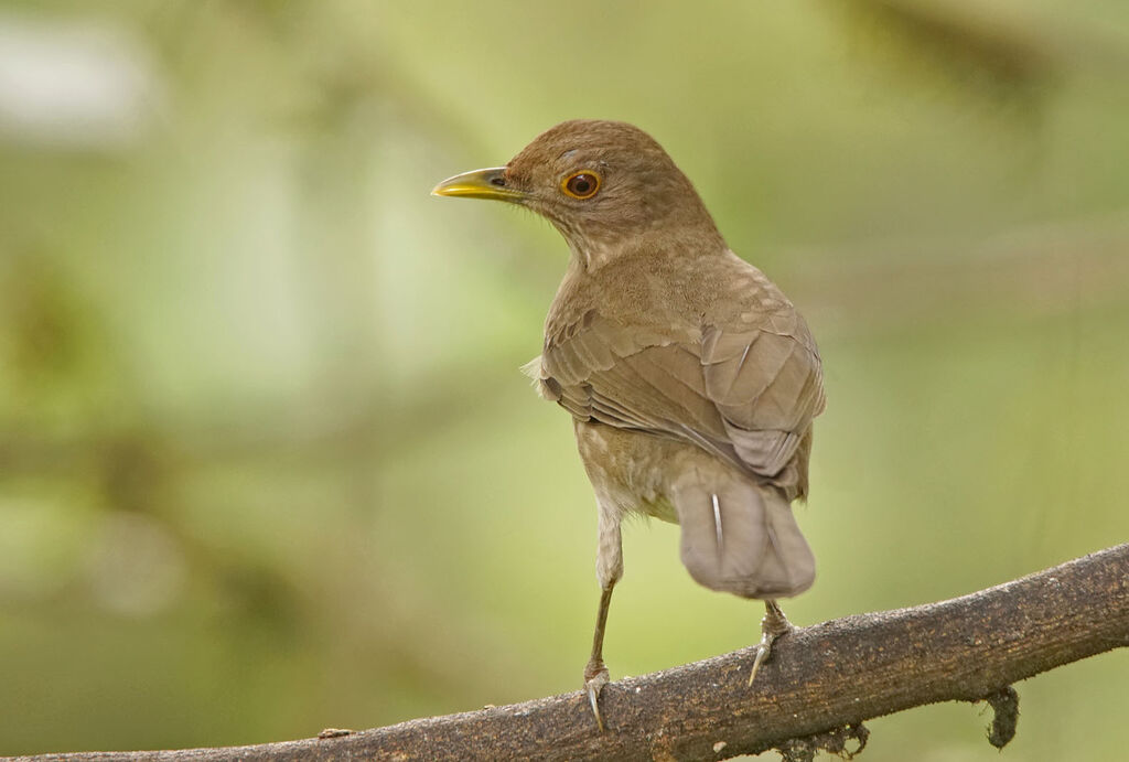 Ecuadorian Thrush