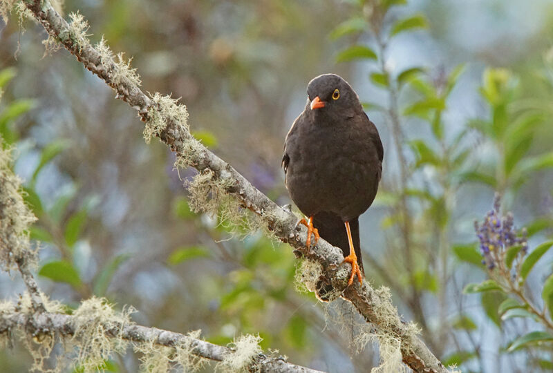 Great Thrush