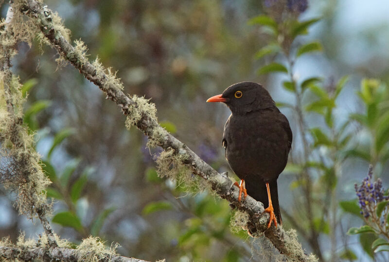 Great Thrush