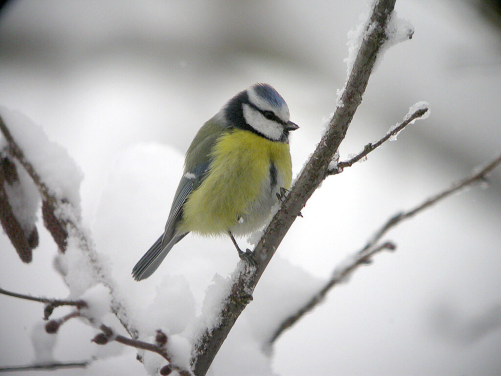Eurasian Blue Tit