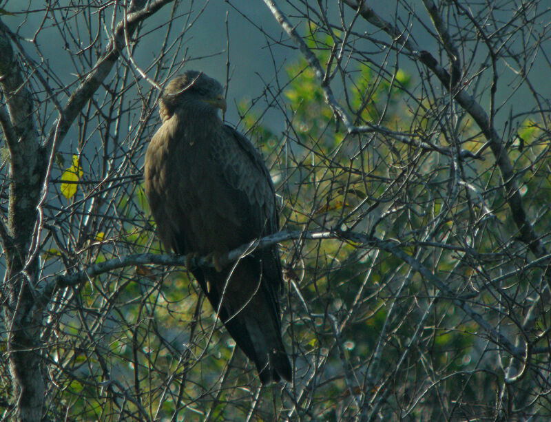 Yellow-billed Kite