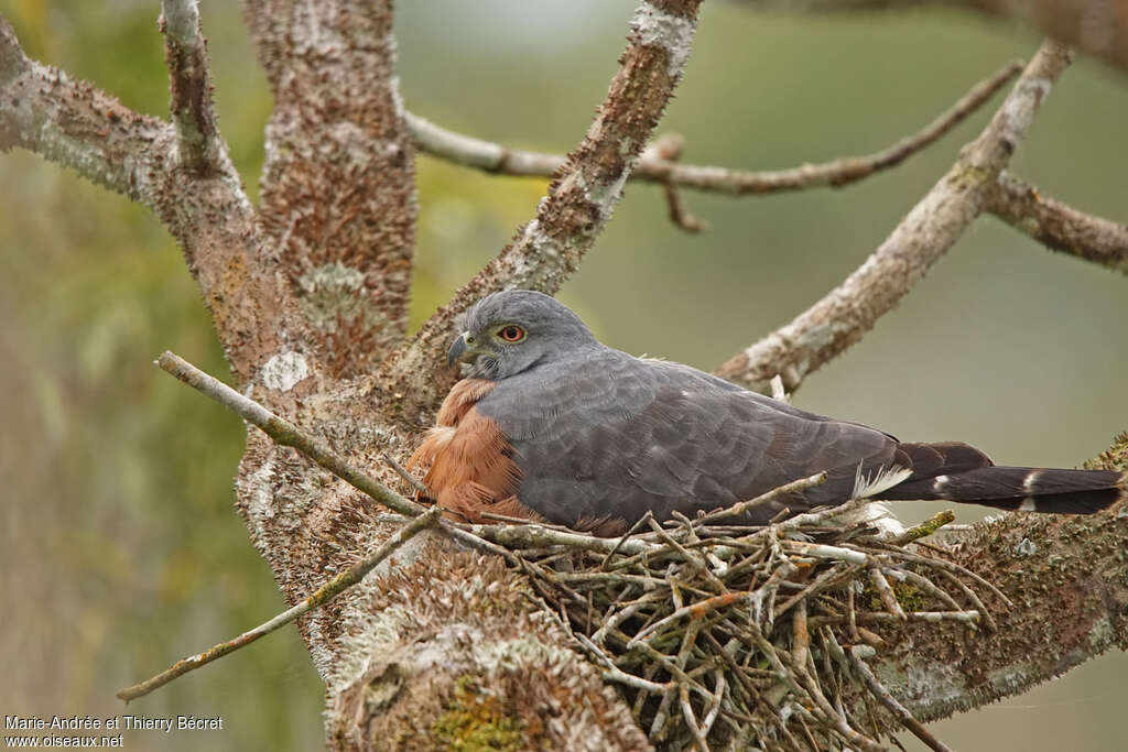 Double-toothed Kiteadult, Reproduction-nesting