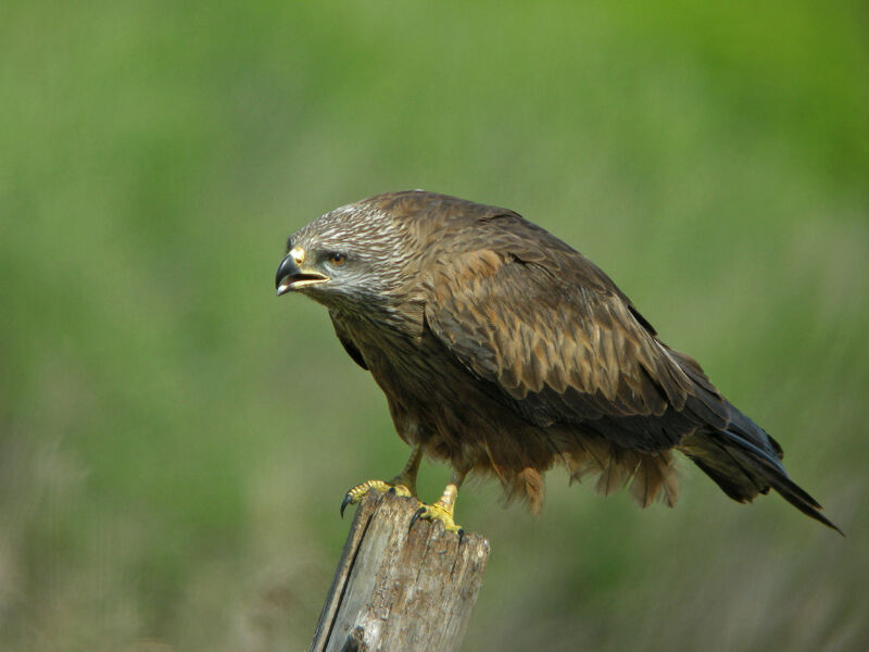 Black Kite