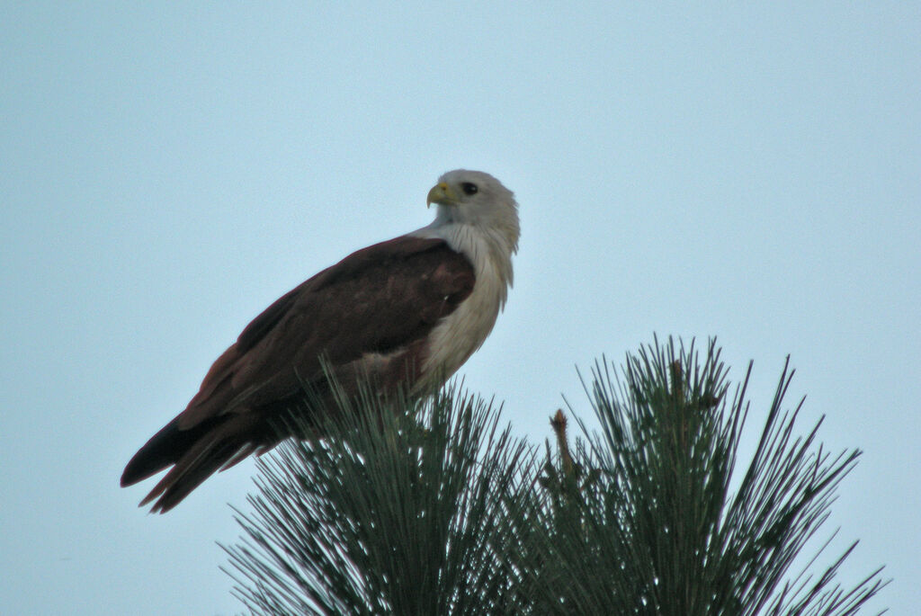 Brahminy Kite