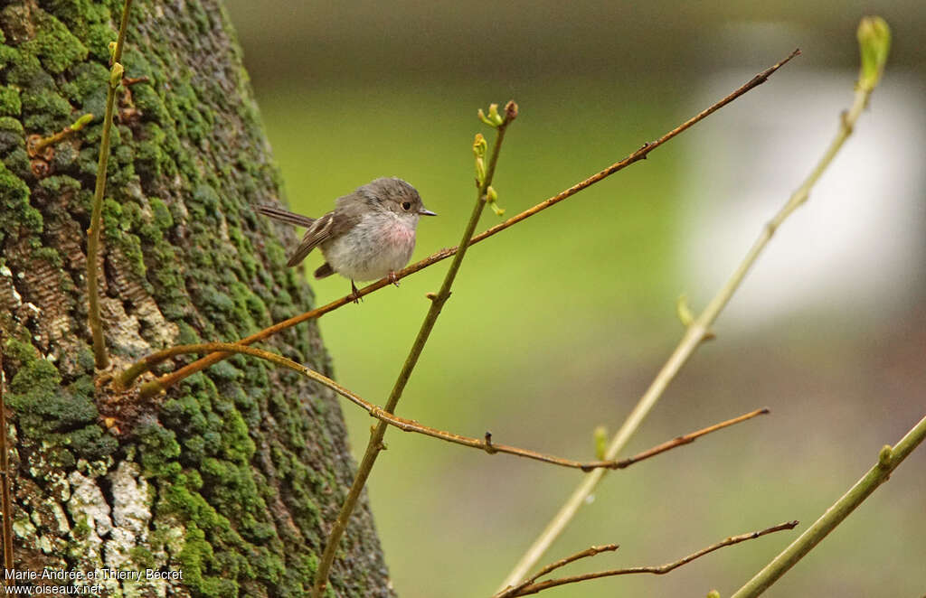 Rose Robin female adult