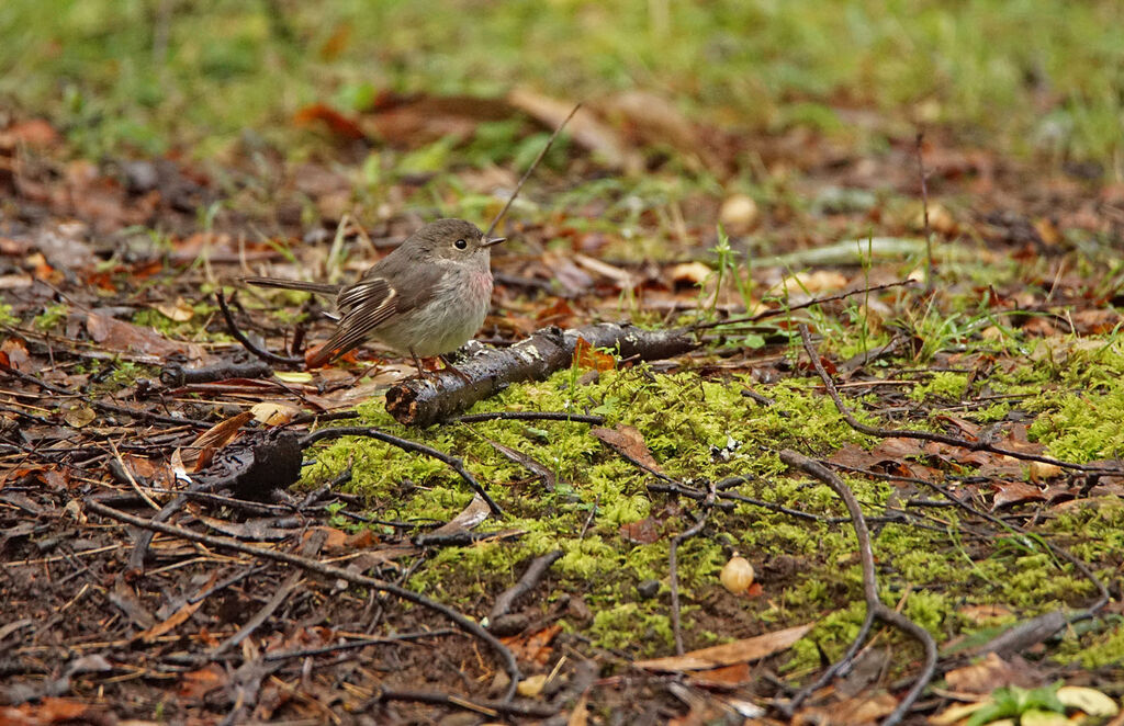 Rose Robin female