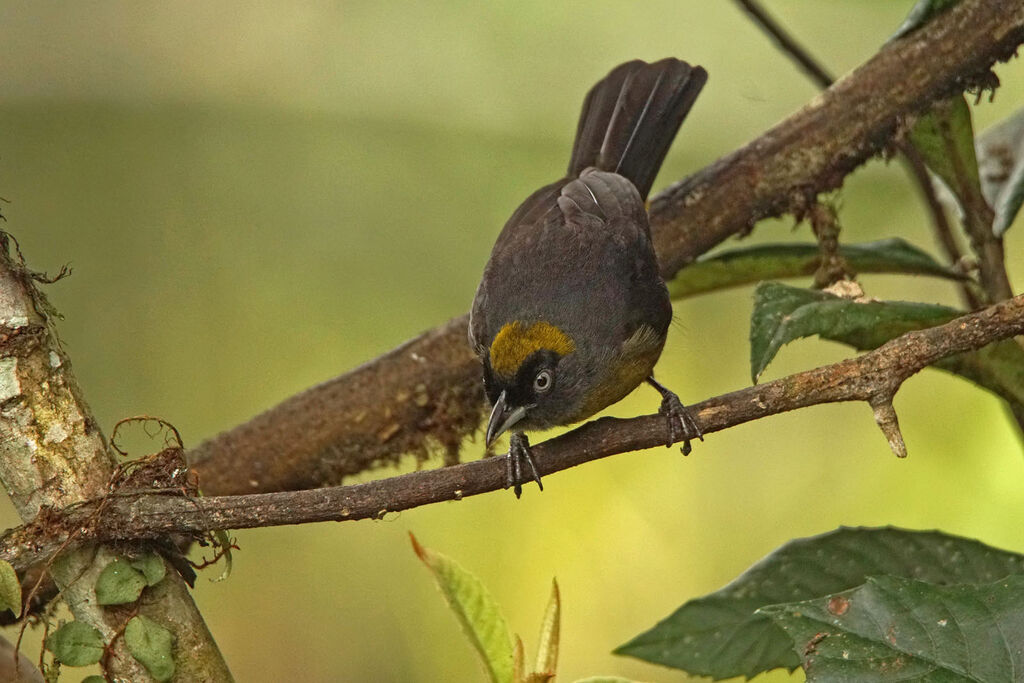 Dusky-faced Tanager