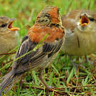 Moineau flavéole