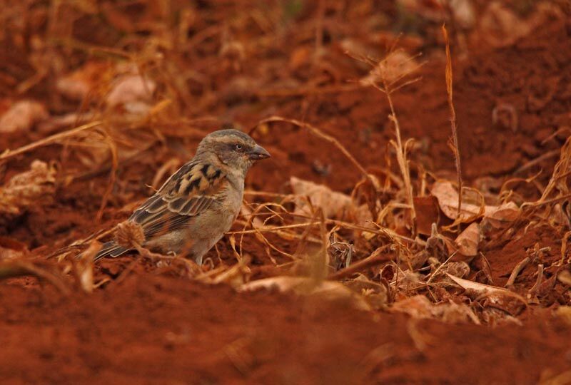 Moineau roux