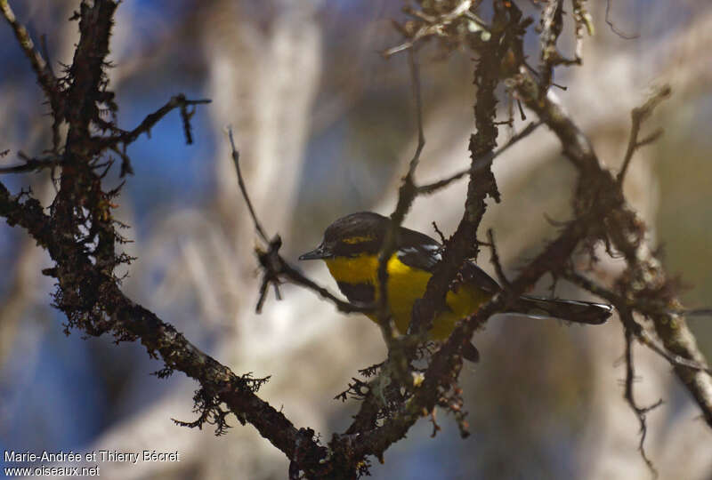 Black-breasted Boatbill