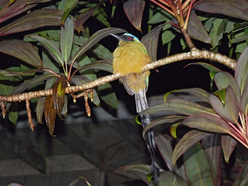 Motmot de Lesson