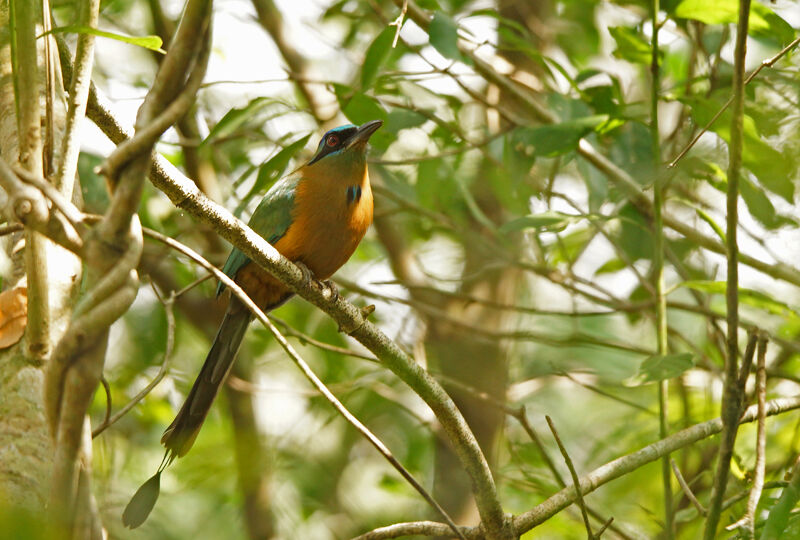 Motmot houtouc, Comportement