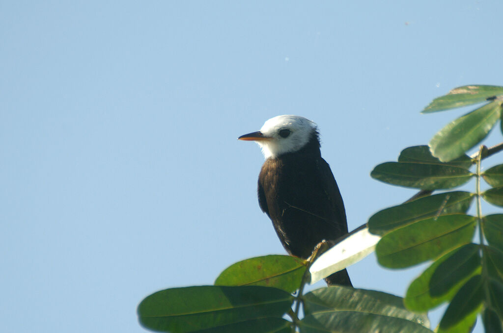 White-headed Marsh Tyrant