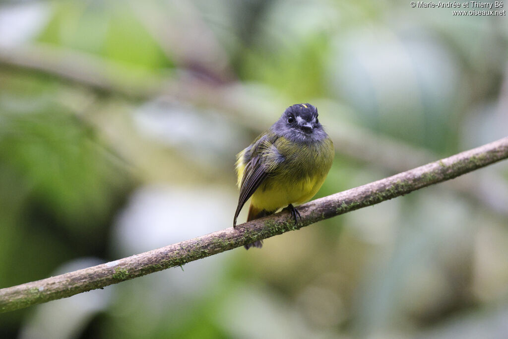 Ornate Flycatcher
