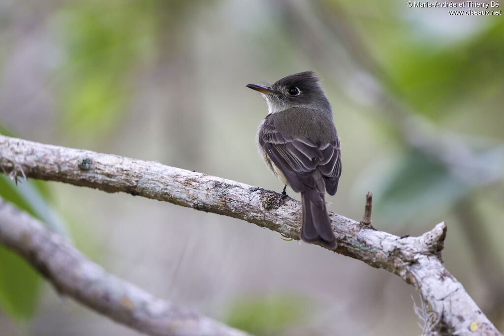 Cuban Pewee