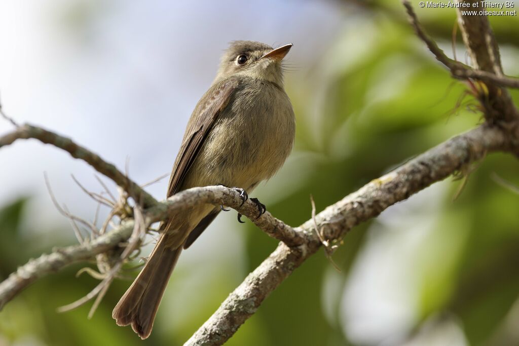 Cuban Pewee
