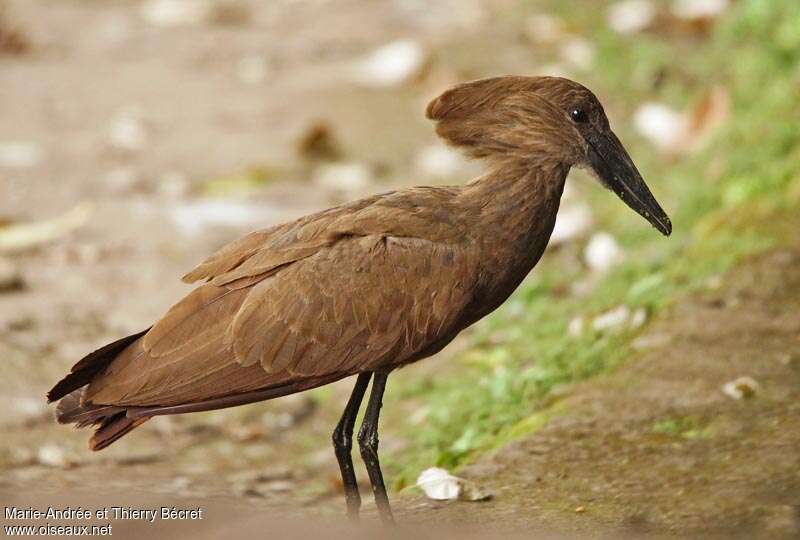 Hamerkopadult, identification