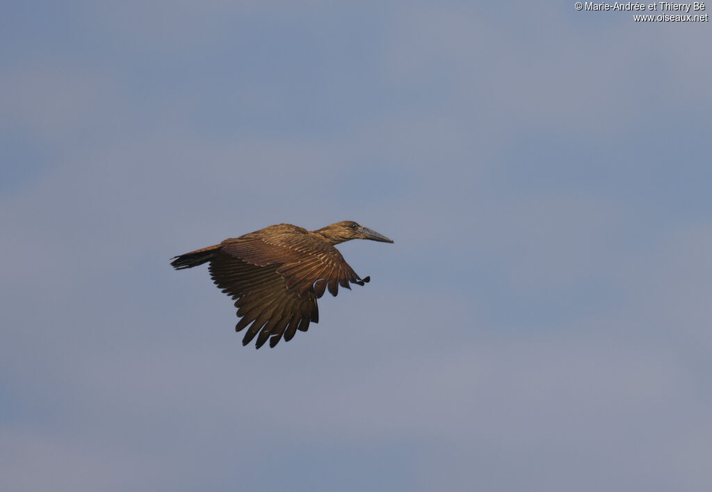 Hamerkop, Flight