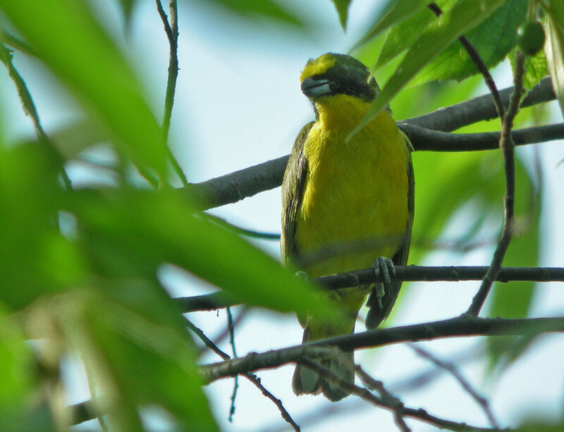 Thick-billed Euphonia male