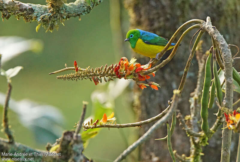 Blue-naped Chlorophonia male adult, habitat