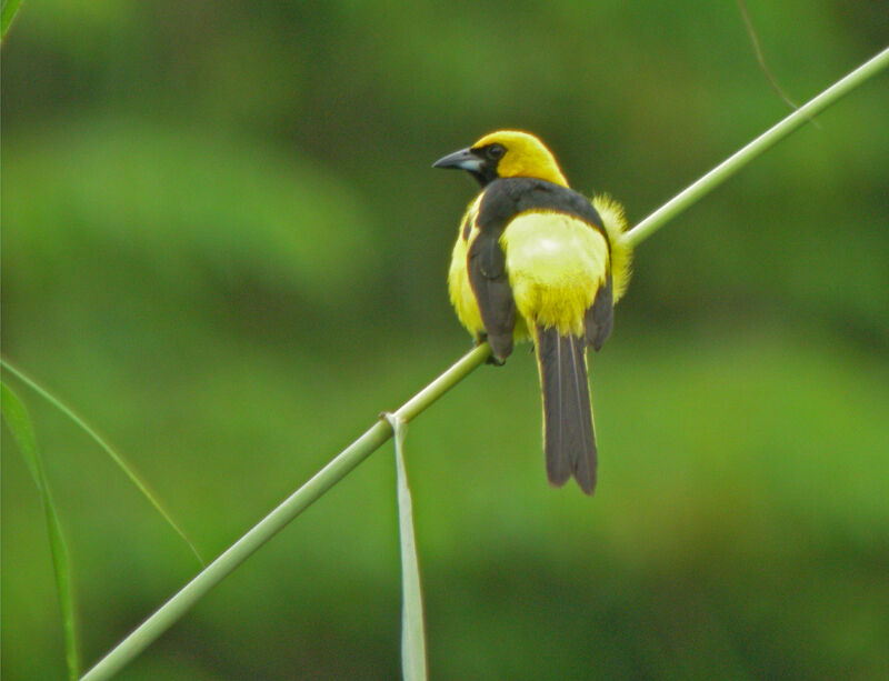 Oriole à queue jaune